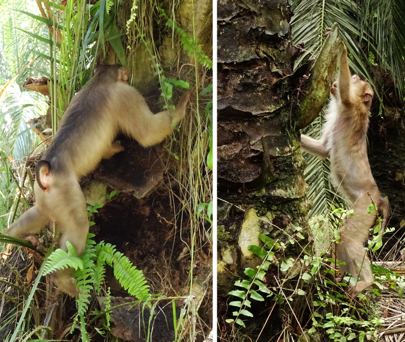 Macaques hunting for rats at the base of oil palm trees.